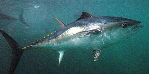 southern bluefin tuna